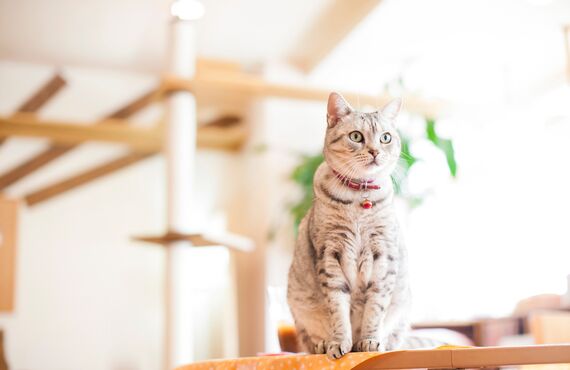 合志市で話題の動物病院はペットの定期検診にも対応しております