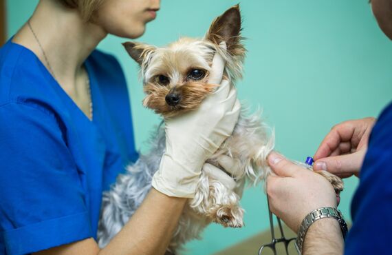 合志市にある動物病院では予防診療にもしっかり力を入れております
