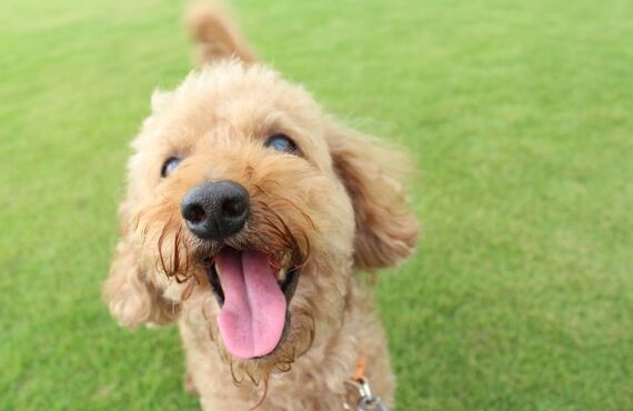 合志市で診療している動物病院は歯石に関する治療の相談も歓迎しております
