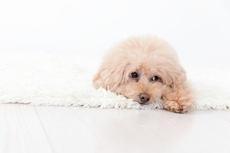 伏せて待つ子犬